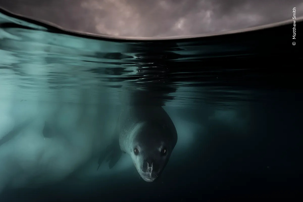 Рой головастиков и умиротворённая обезьянка: 7 победителей фотоконкурса Wildlife Photographer Of The Year 2024