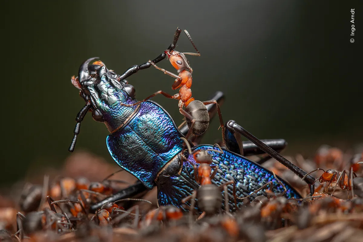 Рой головастиков и умиротворённая обезьянка: 7 победителей фотоконкурса Wildlife Photographer Of The Year 2024