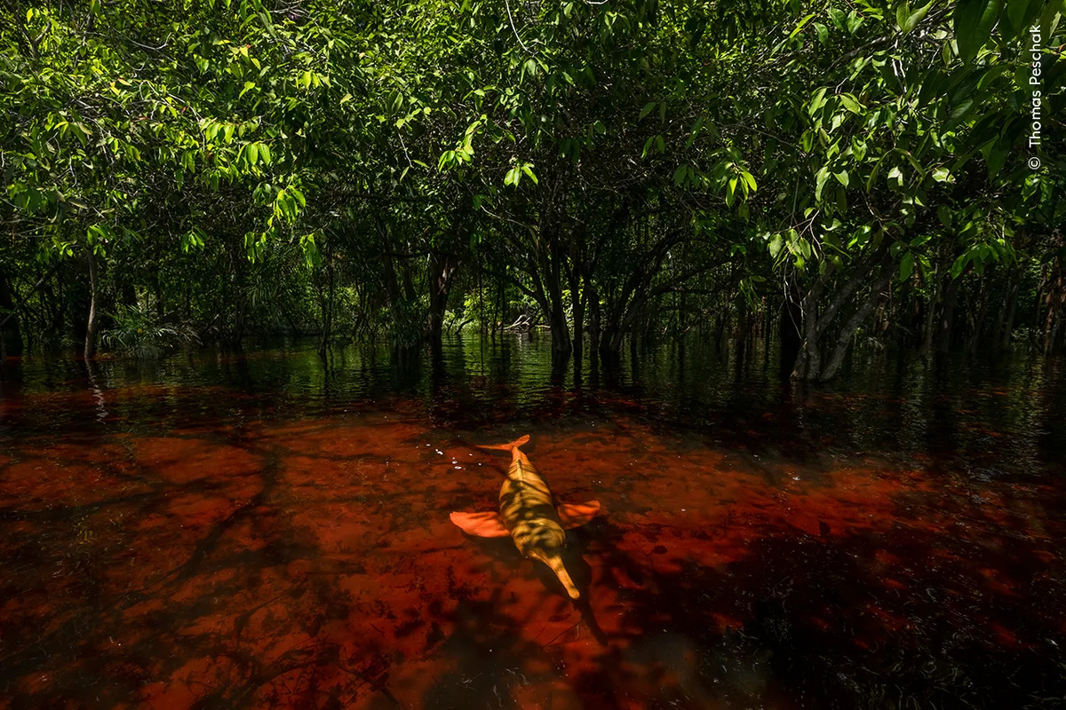 Рой головастиков и умиротворённая обезьянка: 7 победителей фотоконкурса Wildlife Photographer Of The Year 2024
