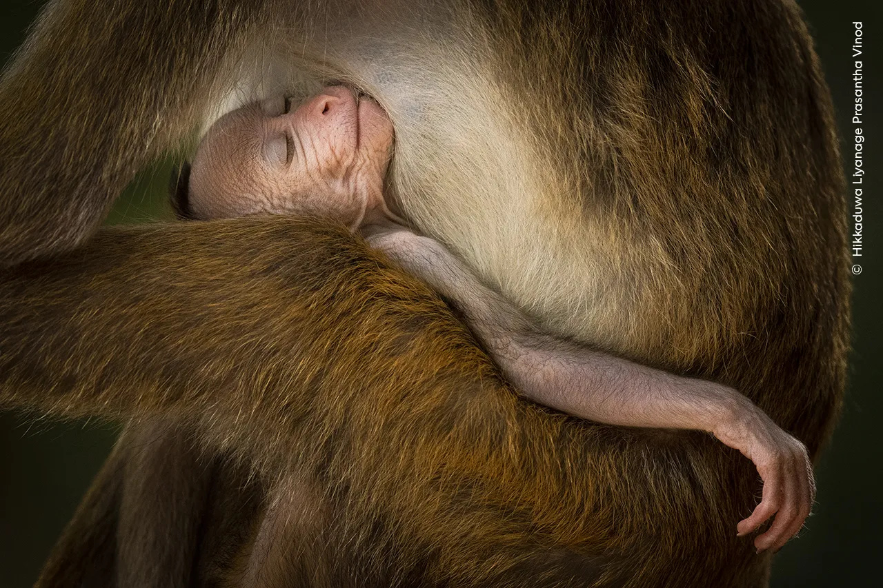 Рой головастиков и умиротворённая обезьянка: 7 победителей фотоконкурса Wildlife Photographer Of The Year 2024