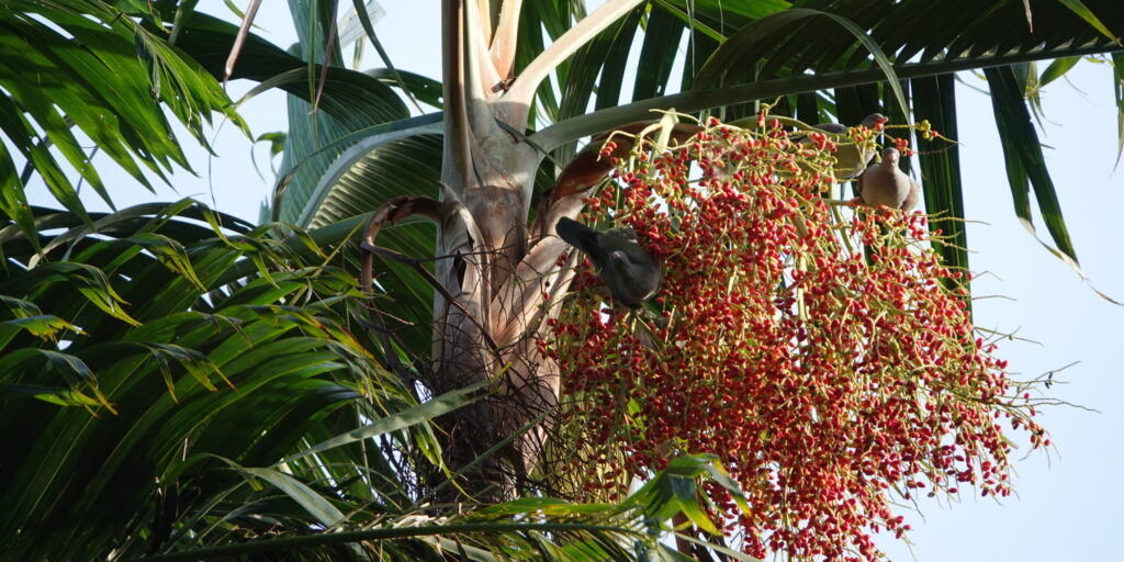 «Птичкинг приносит радость, как йога или медитация в парке»: интервью с бёрдвотчерками Ромой Хек и Миной Милк «Птичкинг приносит радость, как йога или медитация в парке»: интервью с бёрдвотчерками Ромой Хек и Миной Милк