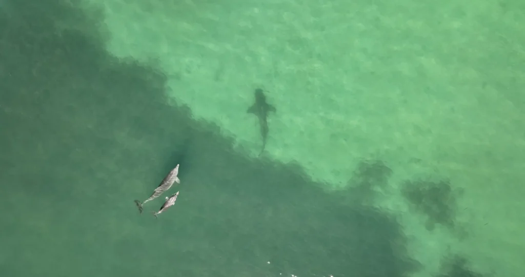 Грозная лягушка и оса против паука: 10 снимков с фотоконкурса Capturing Ecology 2024 Грозная лягушка и оса против паука: 10 снимков с фотоконкурса Capturing Ecology 2024