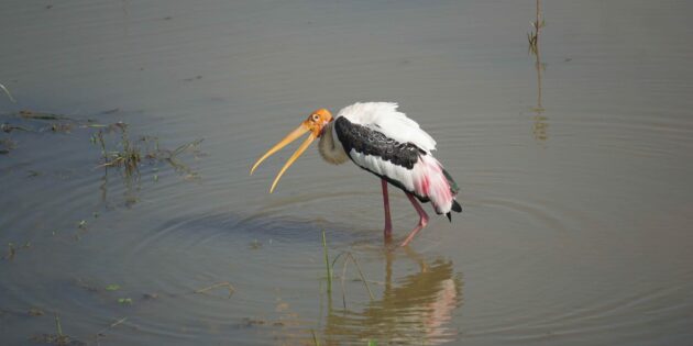«Птичкинг приносит радость, как йога или медитация в парке»: интервью с бёрдвотчерками Ромой Хек и Миной Милк «Птичкинг приносит радость, как йога или медитация в парке»: интервью с бёрдвотчерками Ромой Хек и Миной Милк