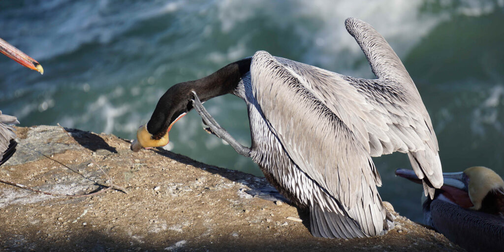 «Птичкинг приносит радость, как йога или медитация в парке»: интервью с бёрдвотчерками Ромой Хек и Миной Милк «Птичкинг приносит радость, как йога или медитация в парке»: интервью с бёрдвотчерками Ромой Хек и Миной Милк