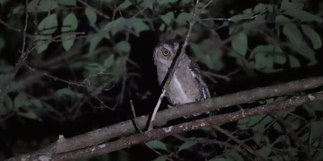 «Птичкинг приносит радость, как йога или медитация в парке»: интервью с бёрдвотчерками Ромой Хек и Миной Милк «Птичкинг приносит радость, как йога или медитация в парке»: интервью с бёрдвотчерками Ромой Хек и Миной Милк