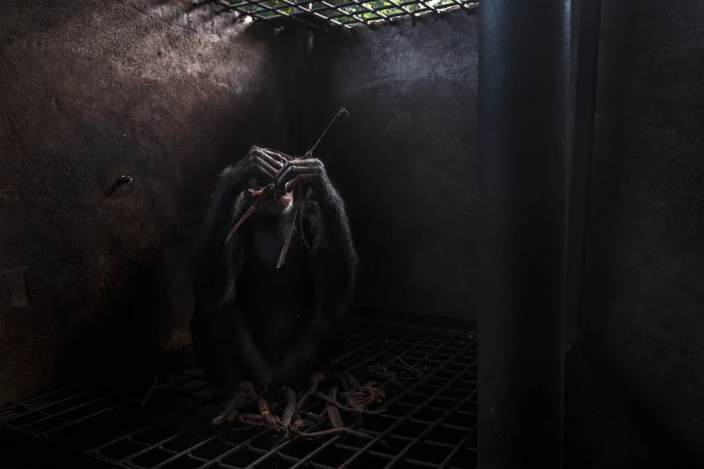 Грозная лягушка и оса против паука: 10 снимков с фотоконкурса Capturing Ecology 2024 Грозная лягушка и оса против паука: 10 снимков с фотоконкурса Capturing Ecology 2024