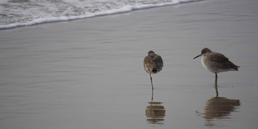 «Птичкинг приносит радость, как йога или медитация в парке»: интервью с бёрдвотчерками Ромой Хек и Миной Милк «Птичкинг приносит радость, как йога или медитация в парке»: интервью с бёрдвотчерками Ромой Хек и Миной Милк