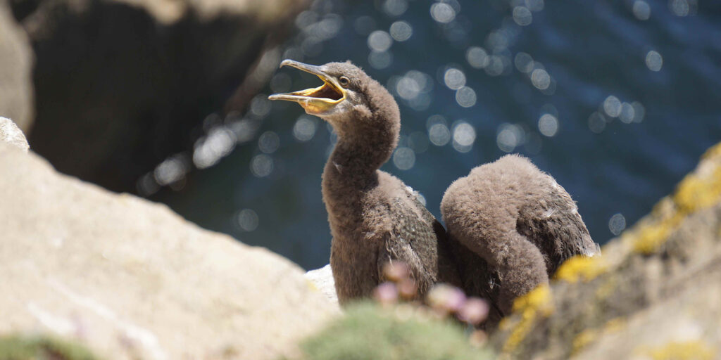 «Птичкинг приносит радость, как йога или медитация в парке»: интервью с бёрдвотчерками Ромой Хек и Миной Милк «Птичкинг приносит радость, как йога или медитация в парке»: интервью с бёрдвотчерками Ромой Хек и Миной Милк