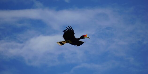 «Птичкинг приносит радость, как йога или медитация в парке»: интервью с бёрдвотчерками Ромой Хек и Миной Милк «Птичкинг приносит радость, как йога или медитация в парке»: интервью с бёрдвотчерками Ромой Хек и Миной Милк