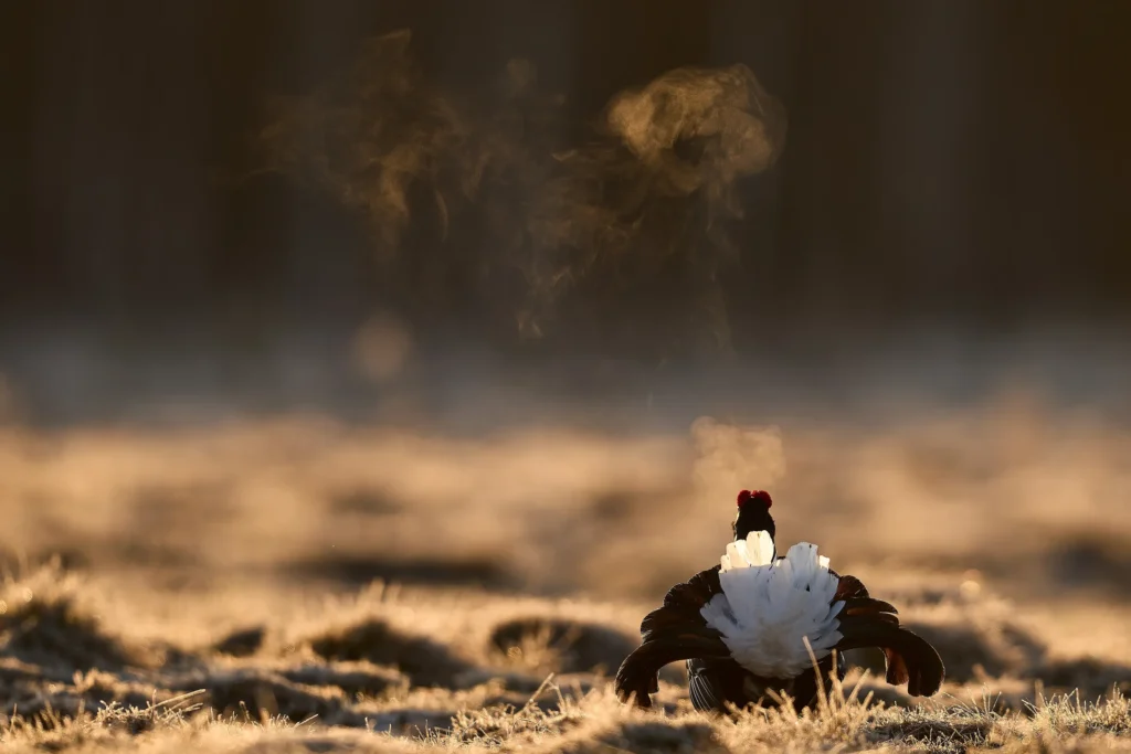 Грозная лягушка и оса против паука: 10 снимков с фотоконкурса Capturing Ecology 2024 Грозная лягушка и оса против паука: 10 снимков с фотоконкурса Capturing Ecology 2024