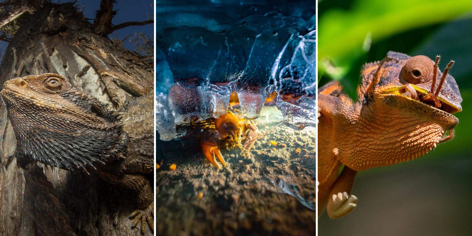 Грозная лягушка и оса против паука: 10 снимков с фотоконкурса Capturing Ecology 2024 Грозная лягушка и оса против паука: 10 снимков с фотоконкурса Capturing Ecology 2024