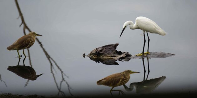 «Птичкинг приносит радость, как йога или медитация в парке»: интервью с бёрдвотчерками Ромой Хек и Миной Милк «Птичкинг приносит радость, как йога или медитация в парке»: интервью с бёрдвотчерками Ромой Хек и Миной Милк