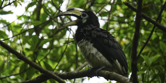 «Птичкинг приносит радость, как йога или медитация в парке»: интервью с бёрдвотчерками Ромой Хек и Миной Милк «Птичкинг приносит радость, как йога или медитация в парке»: интервью с бёрдвотчерками Ромой Хек и Миной Милк