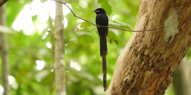 «Птичкинг приносит радость, как йога или медитация в парке»: интервью с бёрдвотчерками Ромой Хек и Миной Милк «Птичкинг приносит радость, как йога или медитация в парке»: интервью с бёрдвотчерками Ромой Хек и Миной Милк