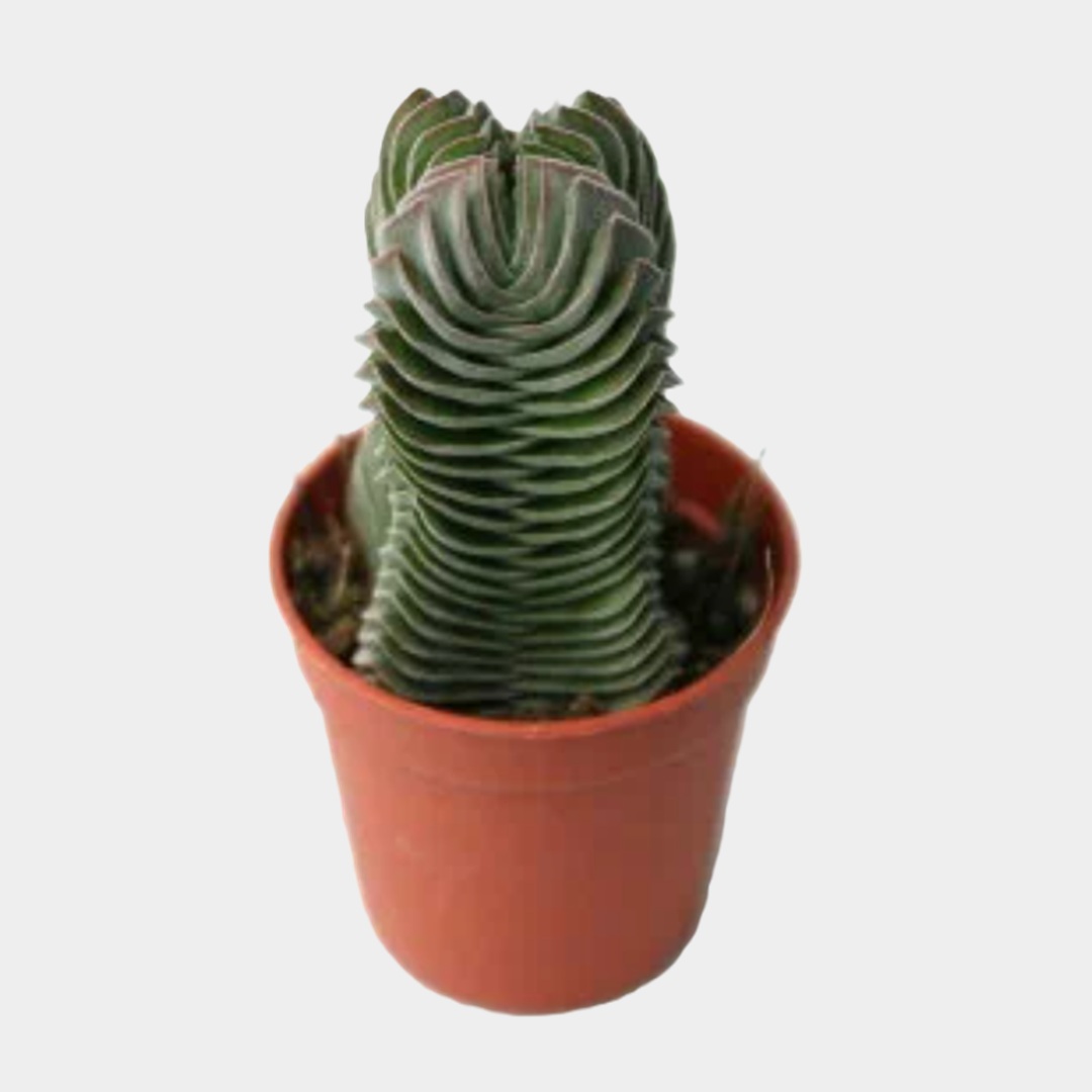 Крассула от King Florik