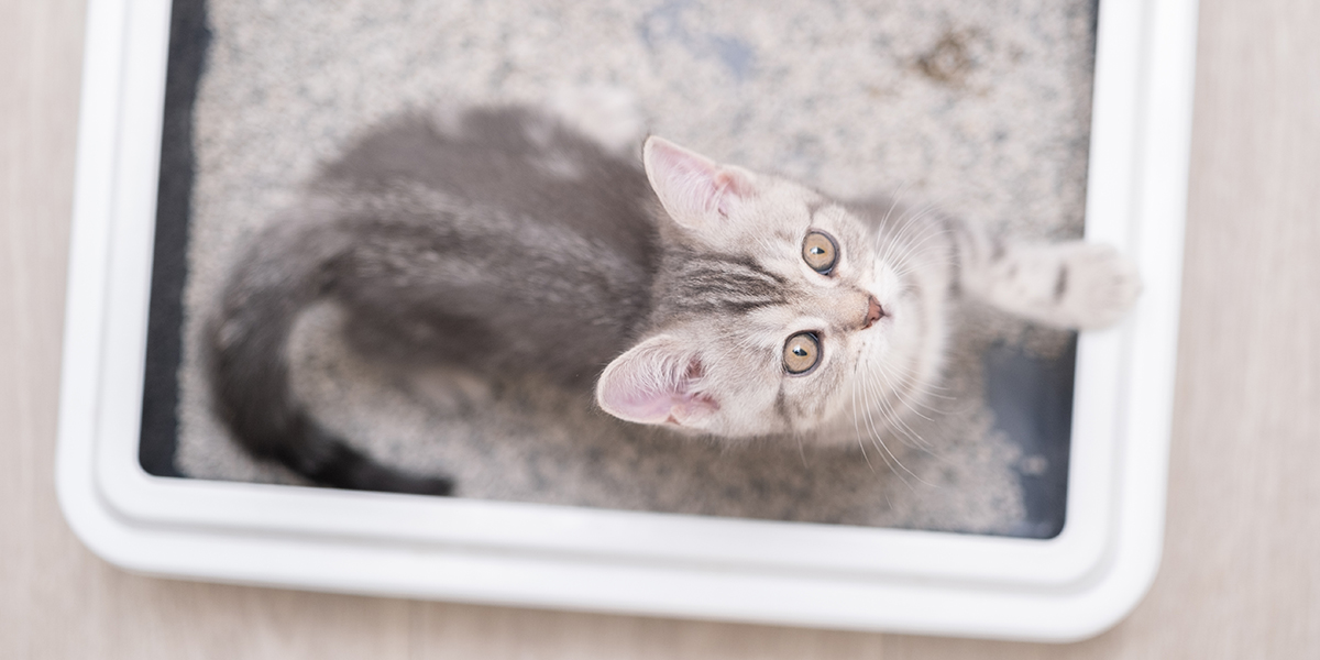 И дом цел, и кошка счастлива. Как сделать жильё комфортным и безопасным для питомца И дом цел, и кошка счастлива. Как сделать жильё комфортным и безопасным для питомца