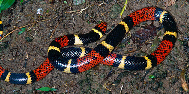 5 фактов о ядах, которые могут стать для вас неожиданностью 5 фактов о ядах, которые могут стать для вас неожиданностью