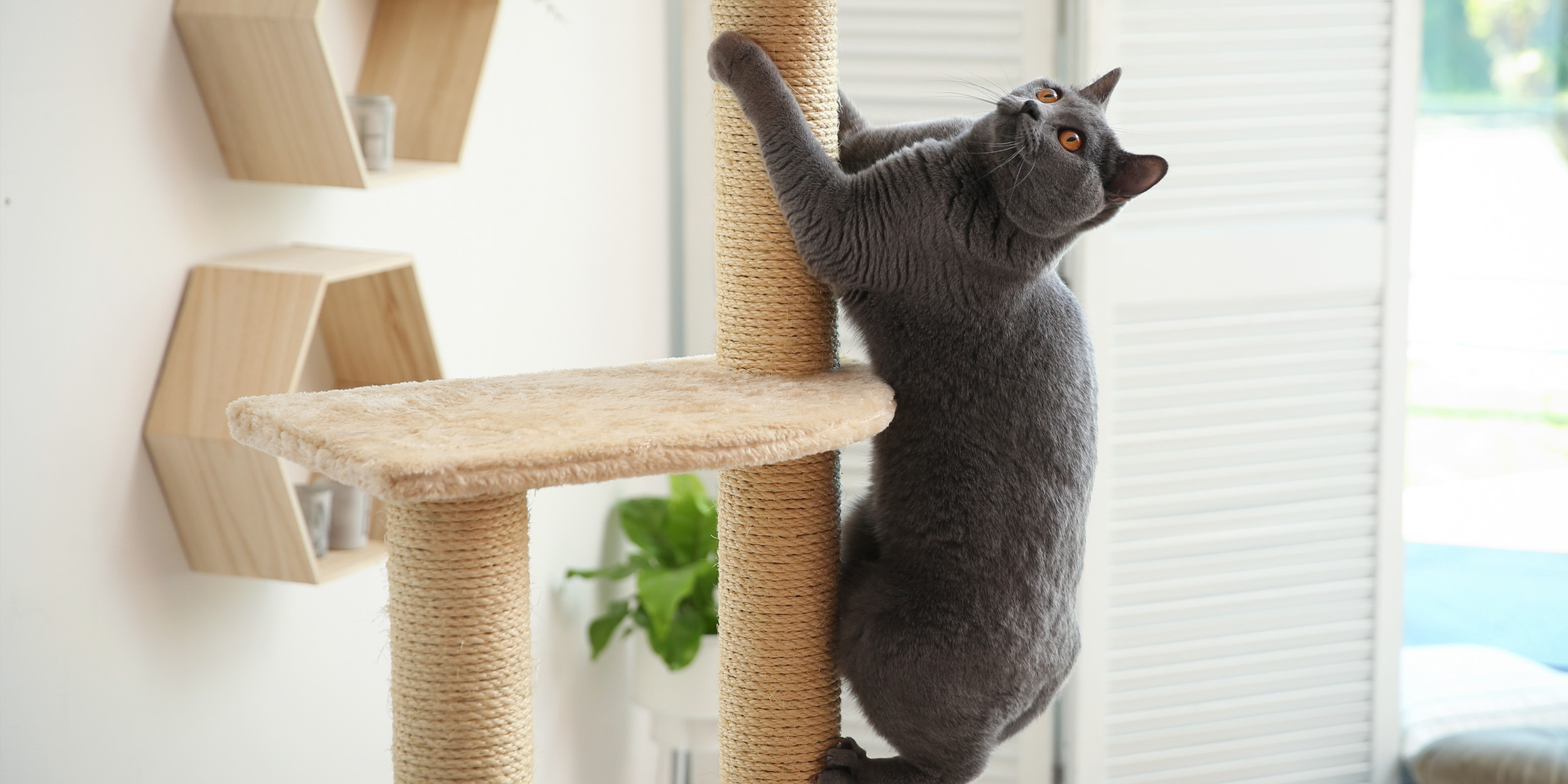 И дом цел, и кошка счастлива. Как сделать жильё комфортным и безопасным для питомца И дом цел, и кошка счастлива. Как сделать жильё комфортным и безопасным для питомца