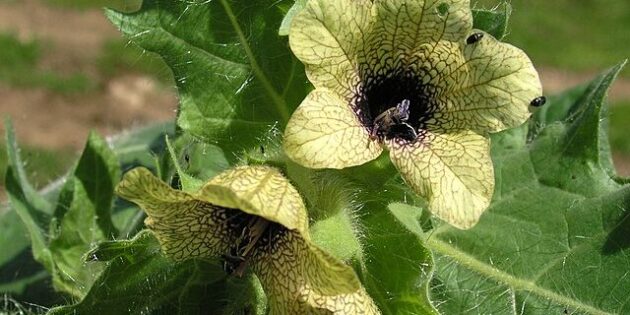 5 фактов о ядах, которые могут стать для вас неожиданностью 5 фактов о ядах, которые могут стать для вас неожиданностью