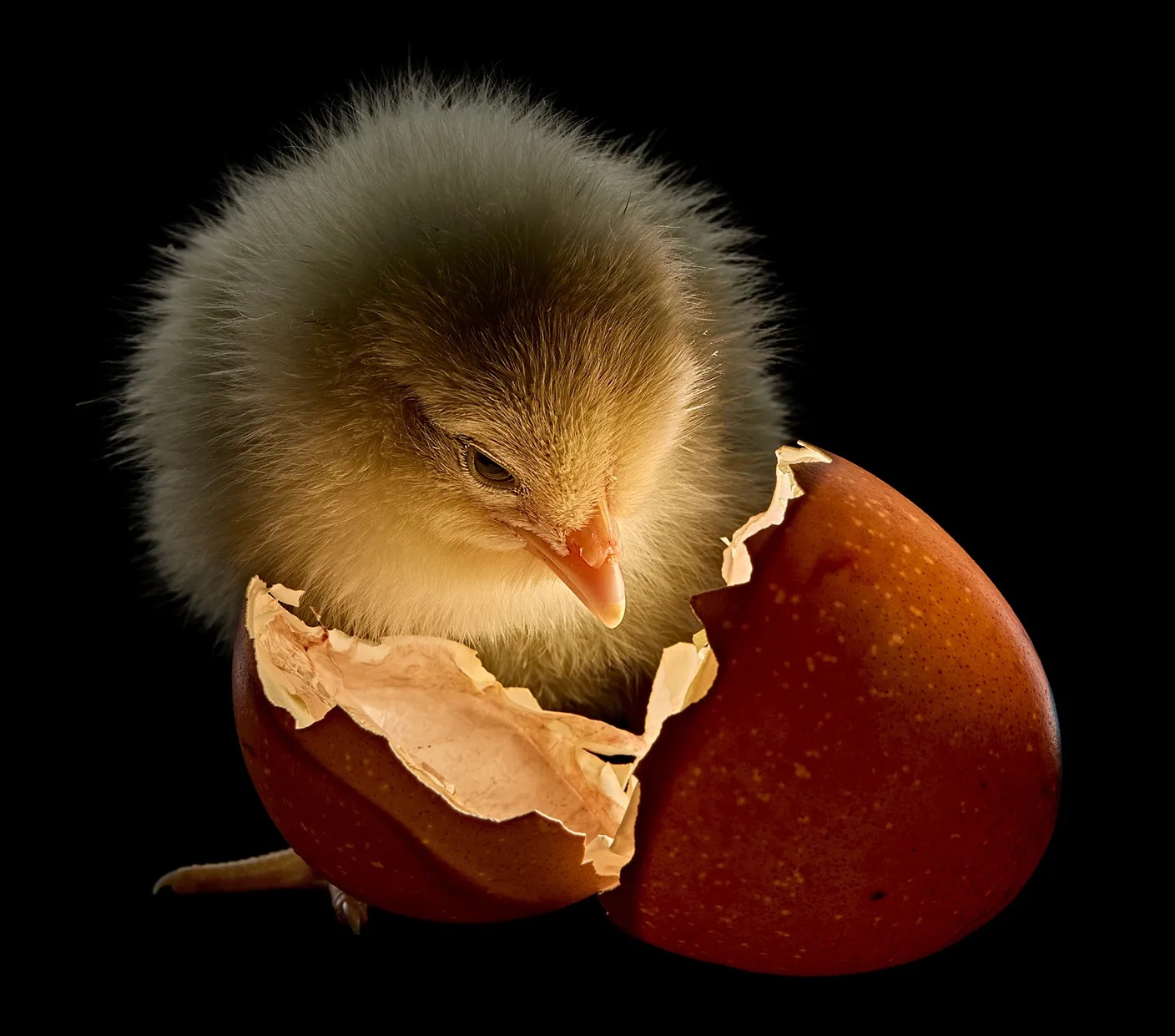 National Geographic выбрал лучшие фотографии 2025 года — от крупнейшей миграции до отдыхающей пчелы