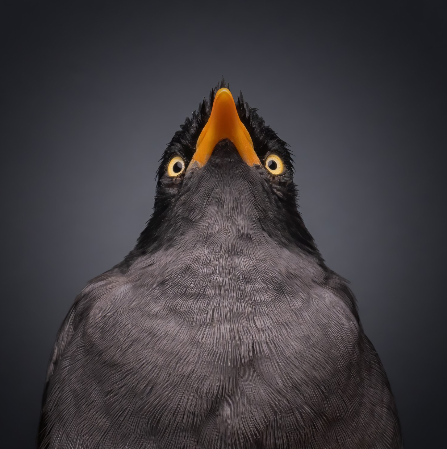 Изящные улитки и охотники за мёдом: 15 лучших фотографий с конкурса reFocus Photographer Of The Year&nbsp;2024