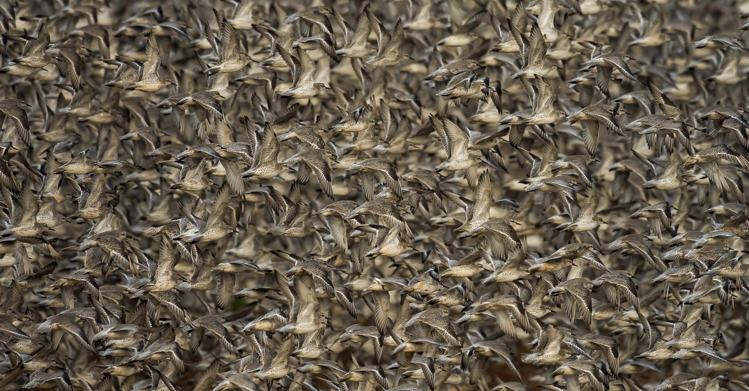 Олени в винограднике и милая черепашка: 14 победителей фотоконкурса World Nature Photography Awards 2025