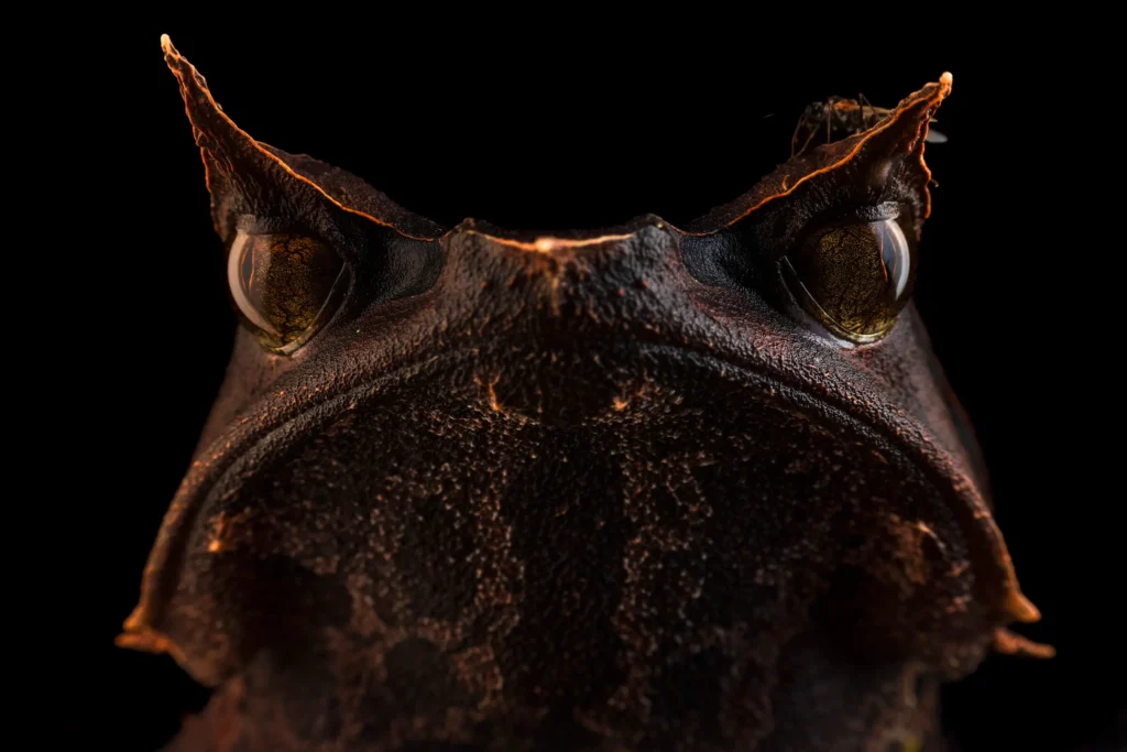 Грозная лягушка и оса против паука: 10 снимков с фотоконкурса Capturing Ecology 2024