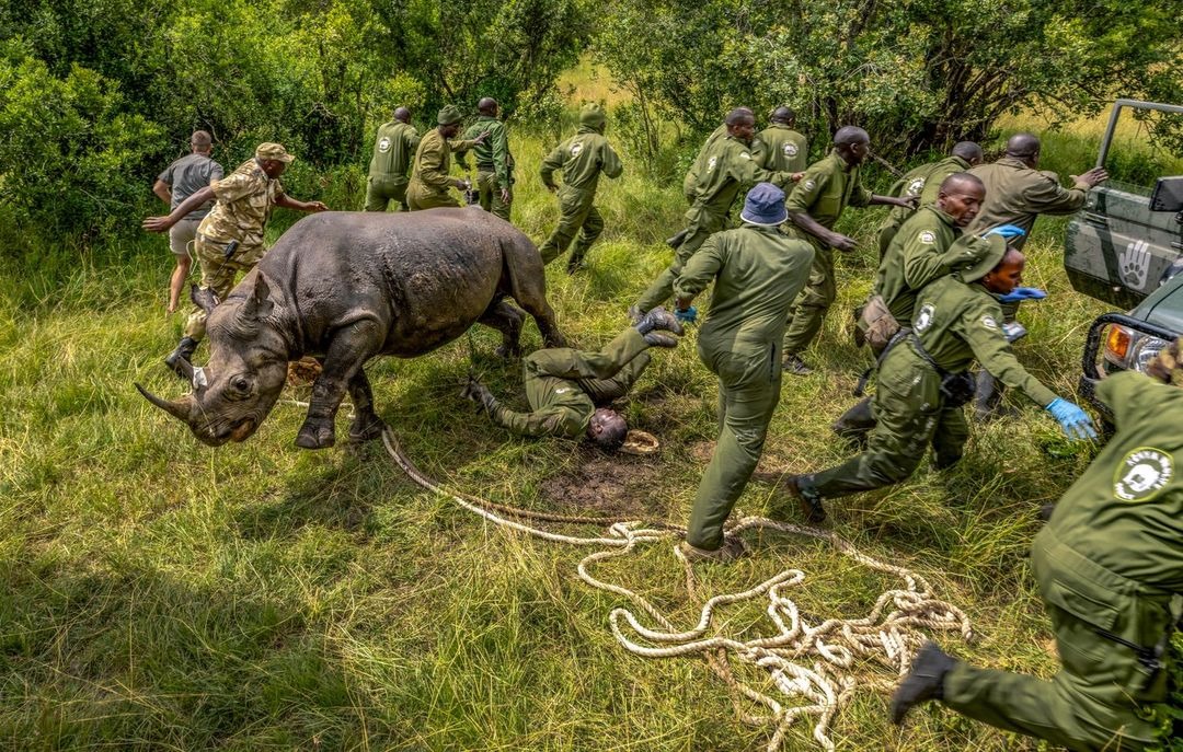 Разбушевавшийся носорог и отважный лемур: объявлены 8 победителей фотоконкурса BigPicture 2025
