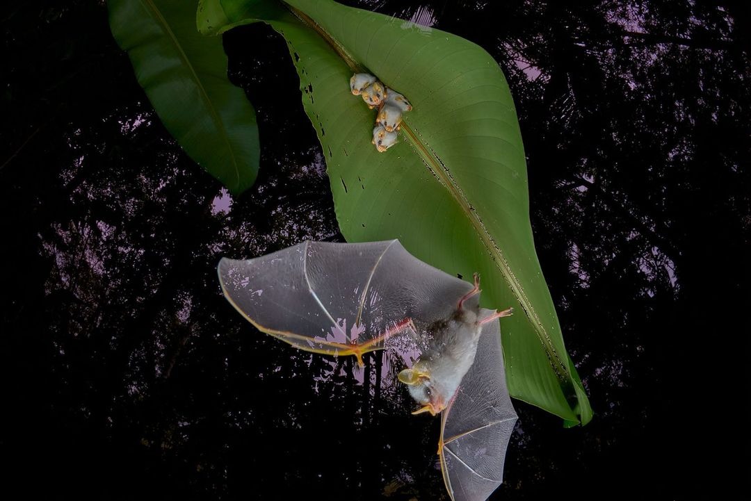 Разбушевавшийся носорог и отважный лемур: объявлены 8 победителей фотоконкурса BigPicture 2025