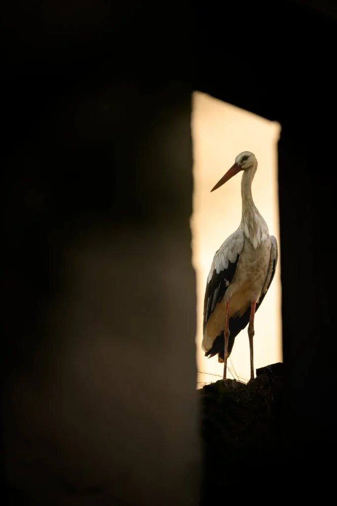 Грозная лягушка и оса против паука: 10 снимков с фотоконкурса Capturing Ecology 2024